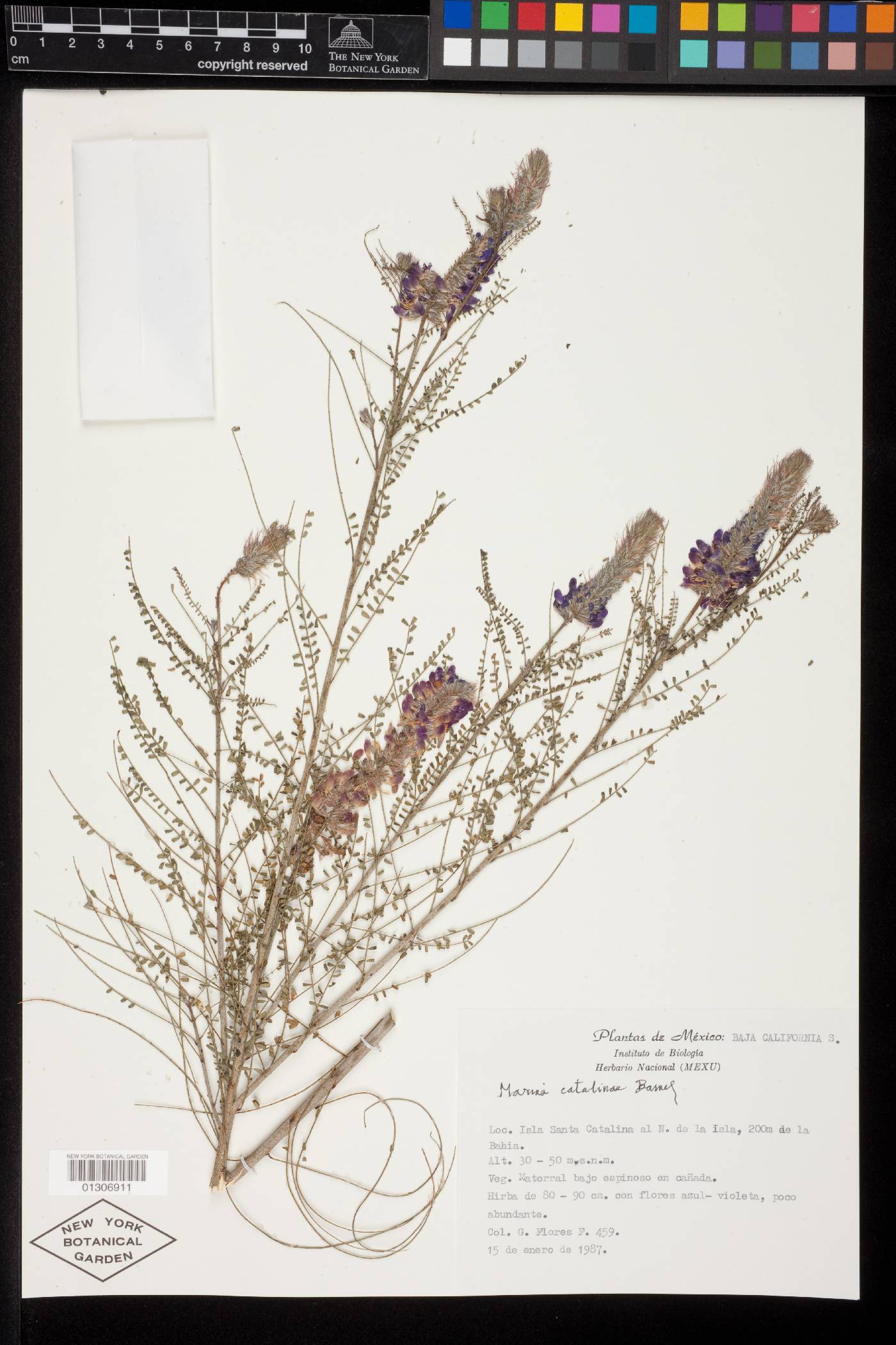 Marina catalinae image