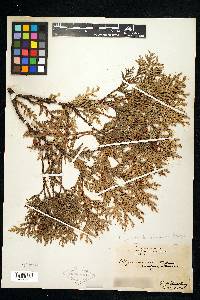 Thuja occidentalis image