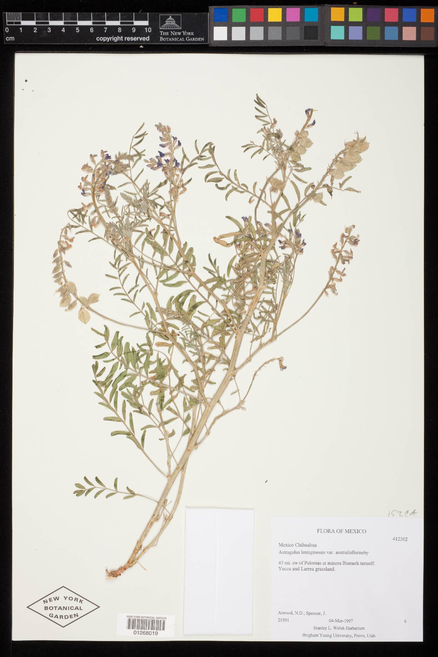 Astragalus lentiginosus var. australis image