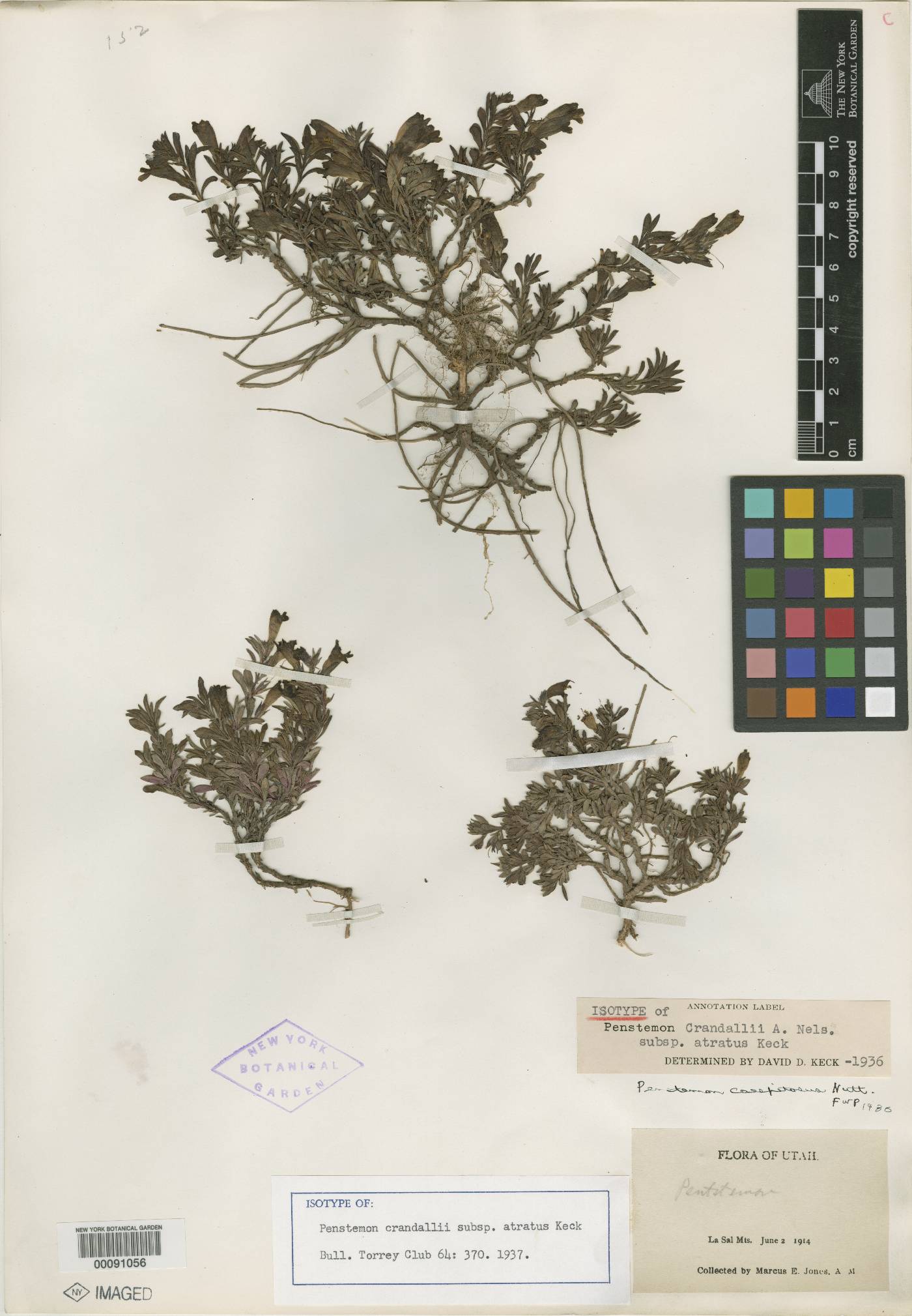 Penstemon crandallii subsp. atratus image