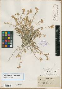 Physaria geyeri var. purpurea image