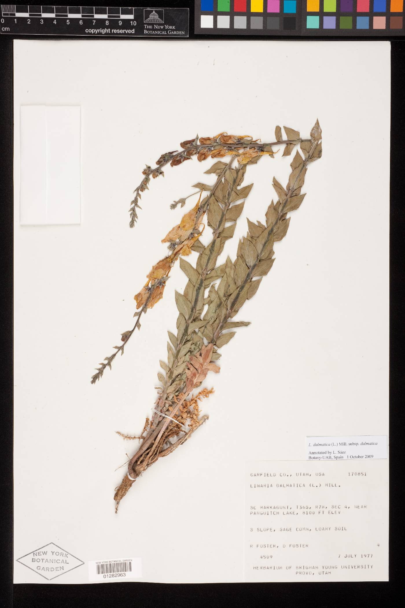 Linaria dalmatica subsp. dalmatica image