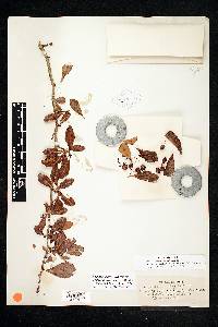 Crataegus pyracanthoides image