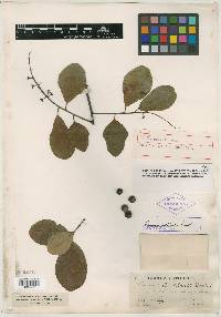 Prunus serotina subsp. hirsuta image