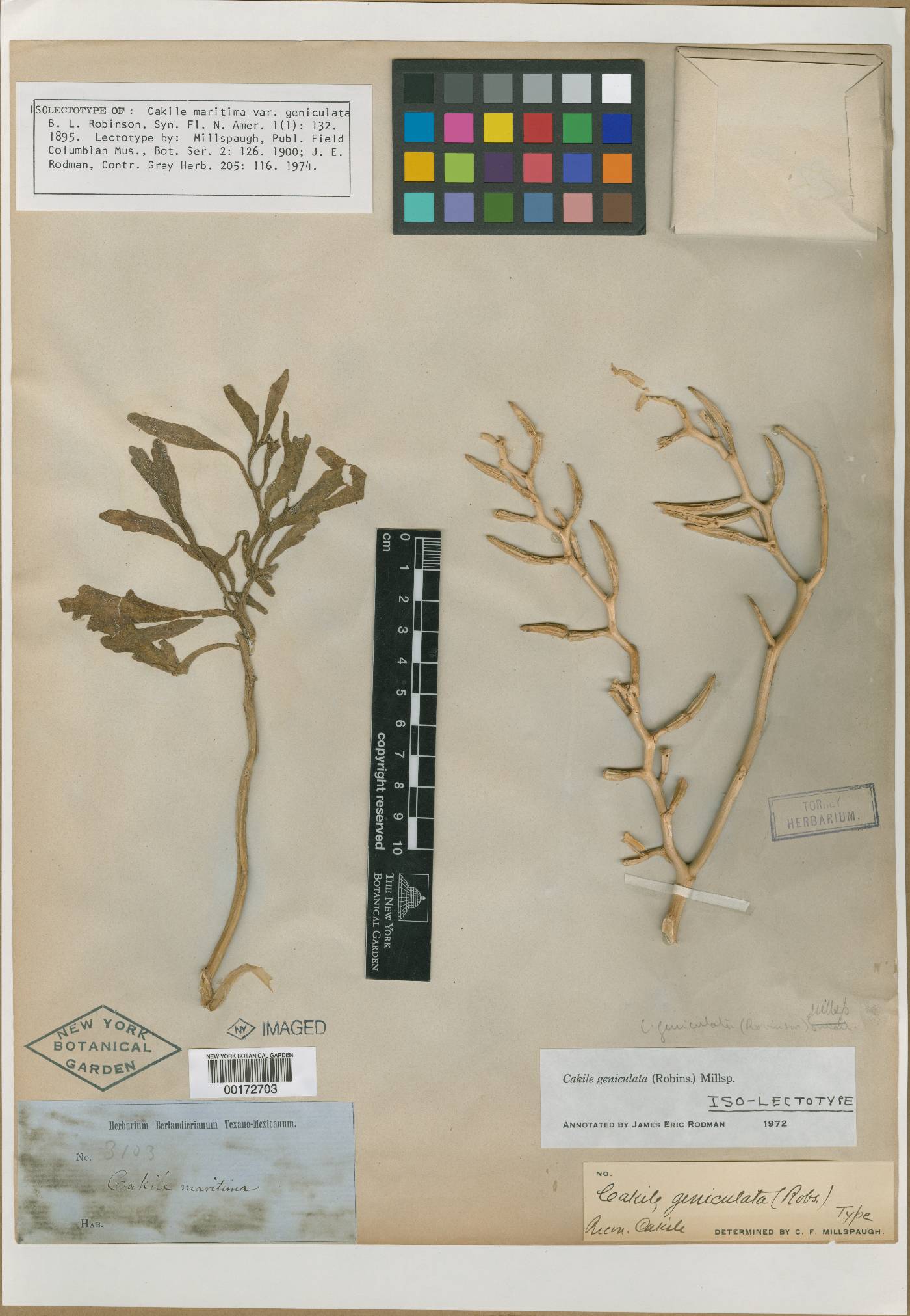 Cakile maritima var. geniculata image