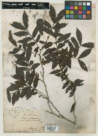 Inga schiedeana image