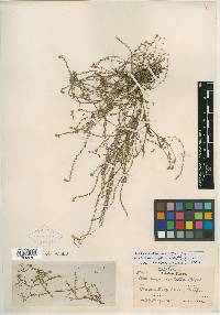 Plagiobothrys bracteatus var. aculeolatus image