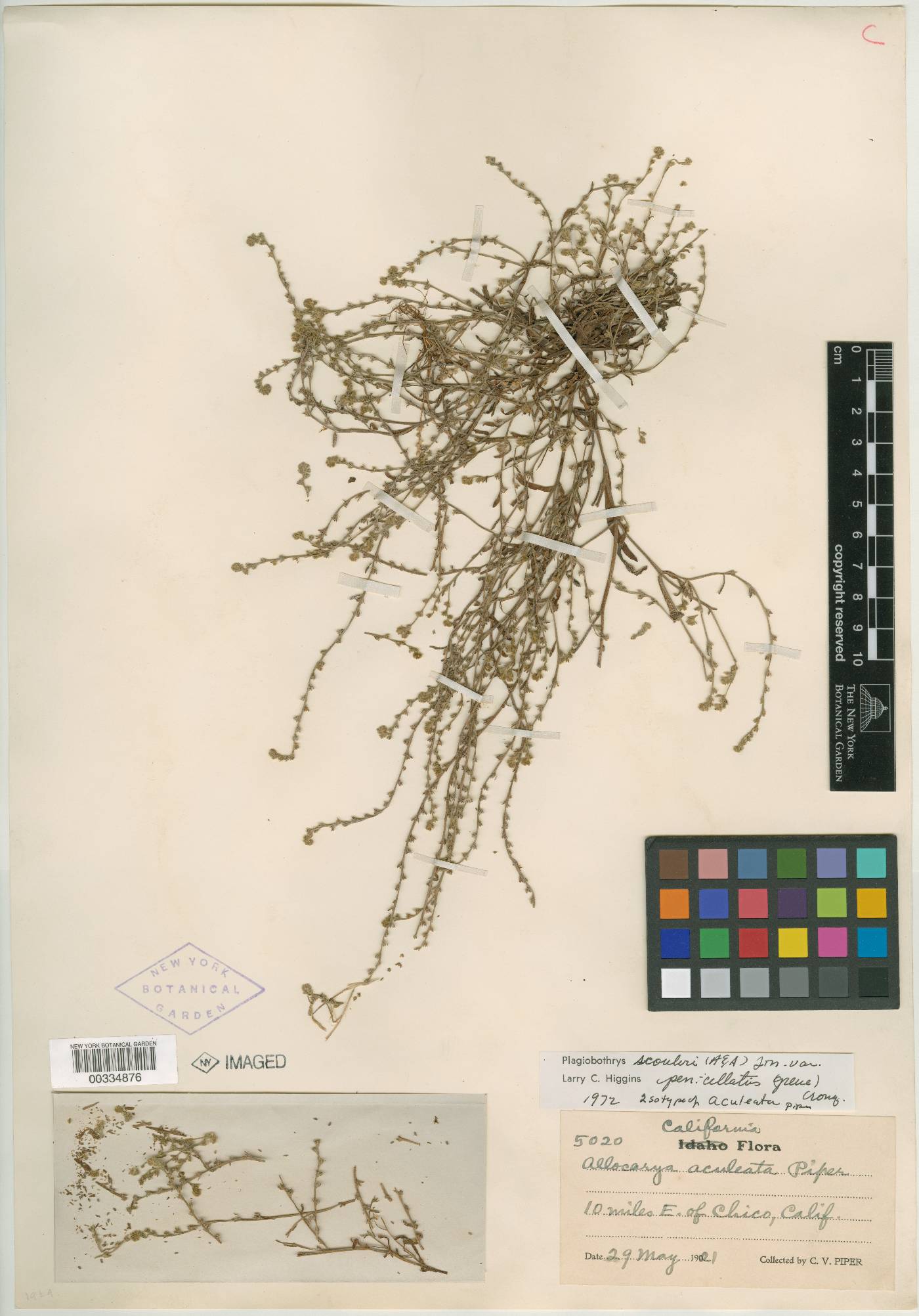 Plagiobothrys bracteatus var. aculeolatus image