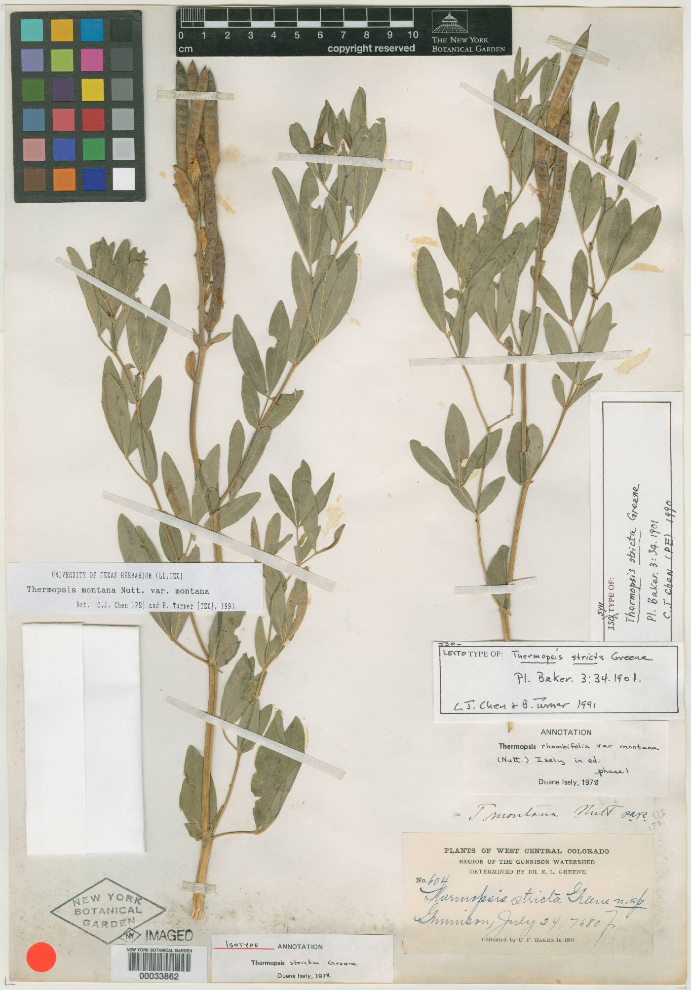 Thermopsis stricta image