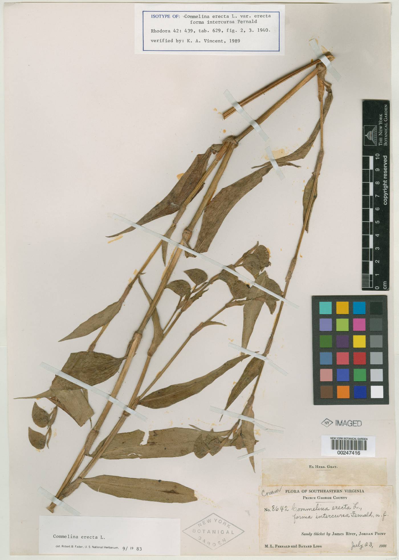 Commelina erecta subsp. erecta image