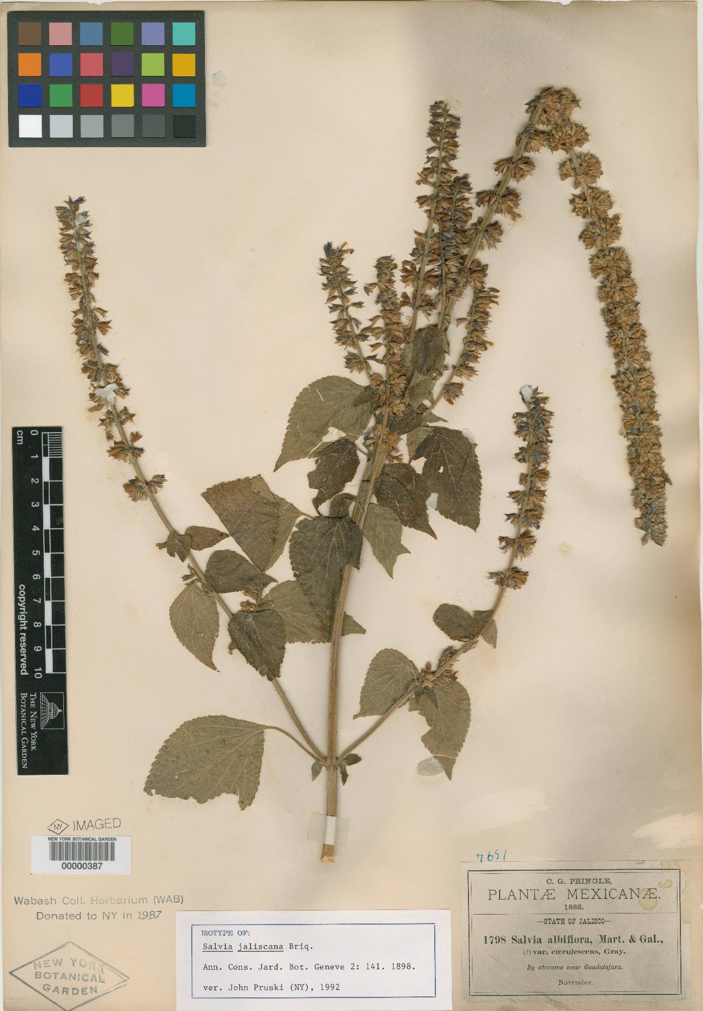 Salvia longispicata image