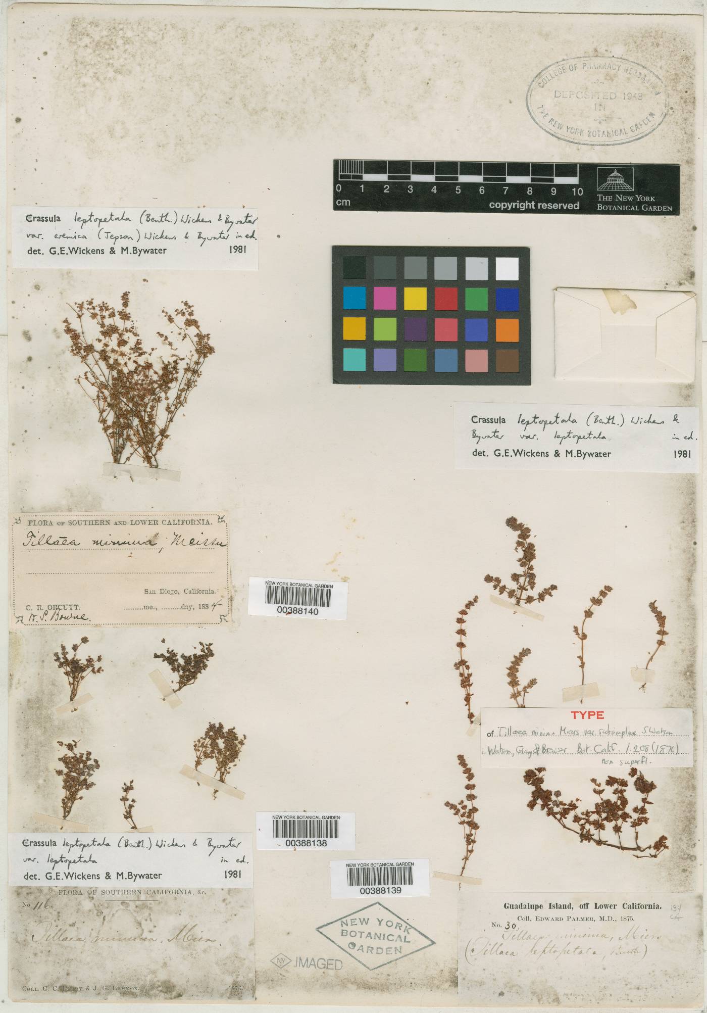 Crassula connata var. subsimplex image