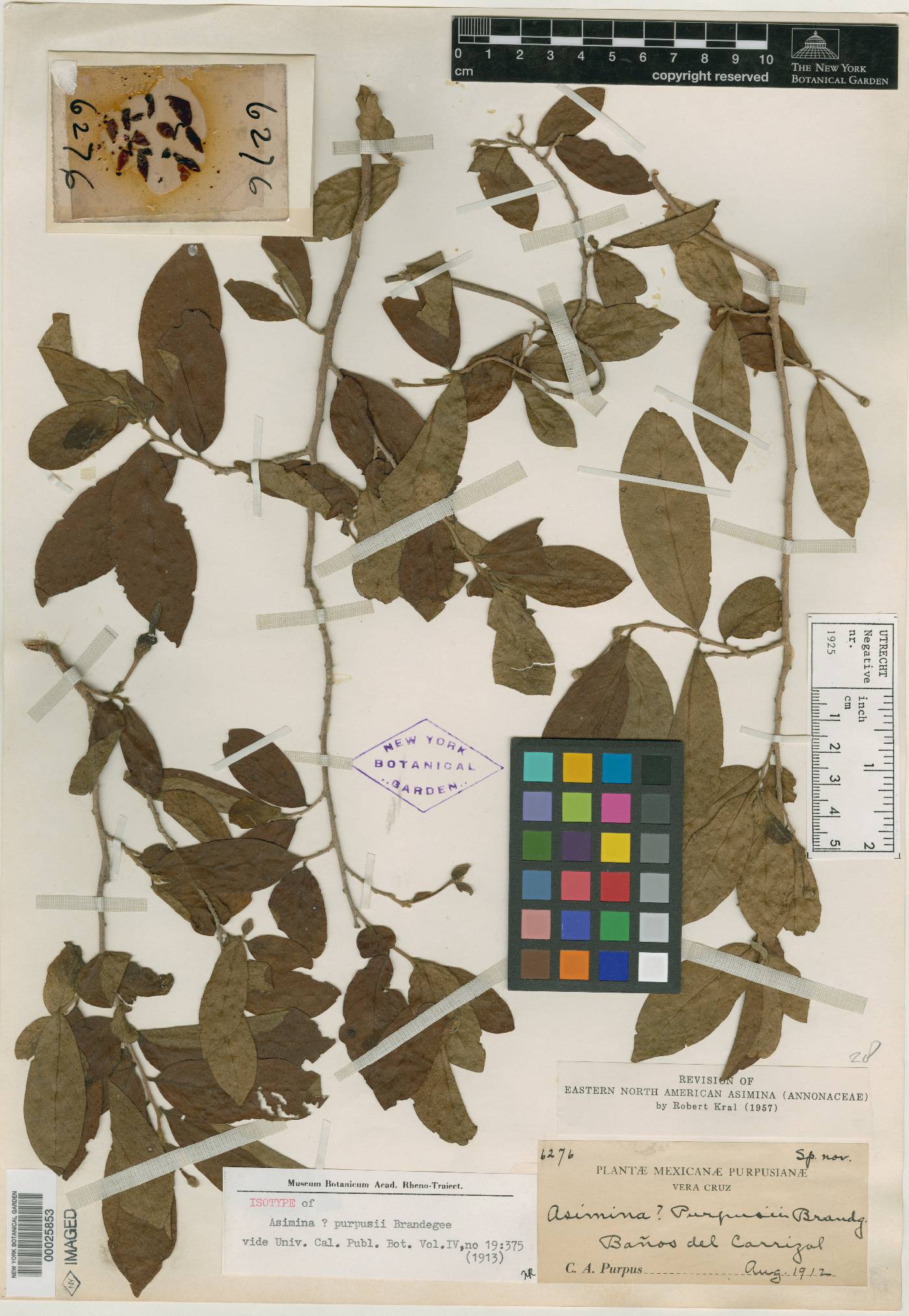 Sapranthus microcarpus image