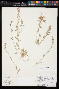 Draba aurea image