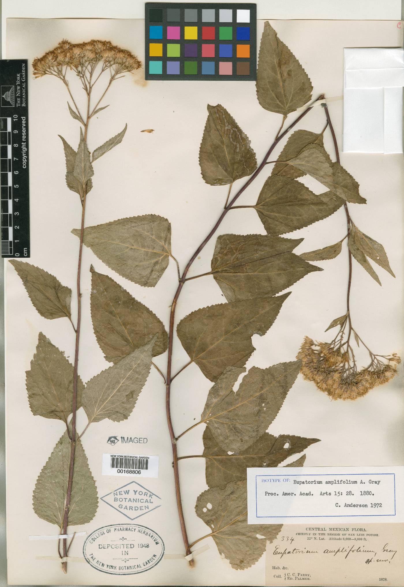 Ageratina rubricaulis image