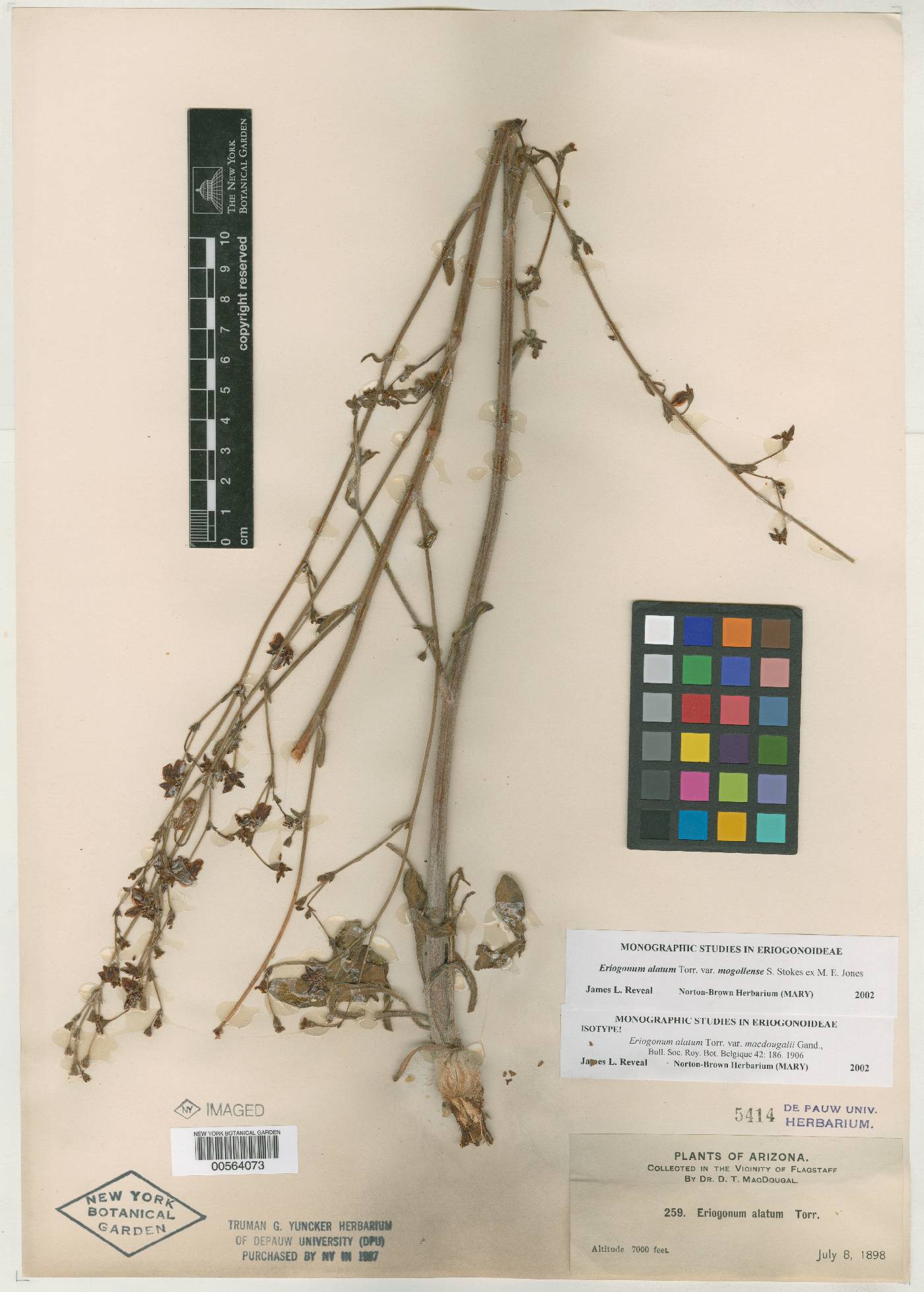 Eriogonum alatum var. macdougalii image