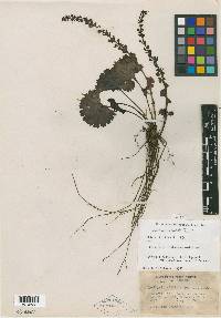 Synthyris missurica subsp. stellata image