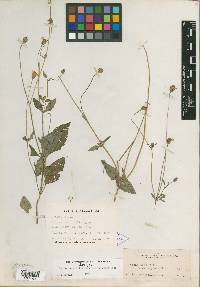 Tridax tenuifolia var. microcephala image