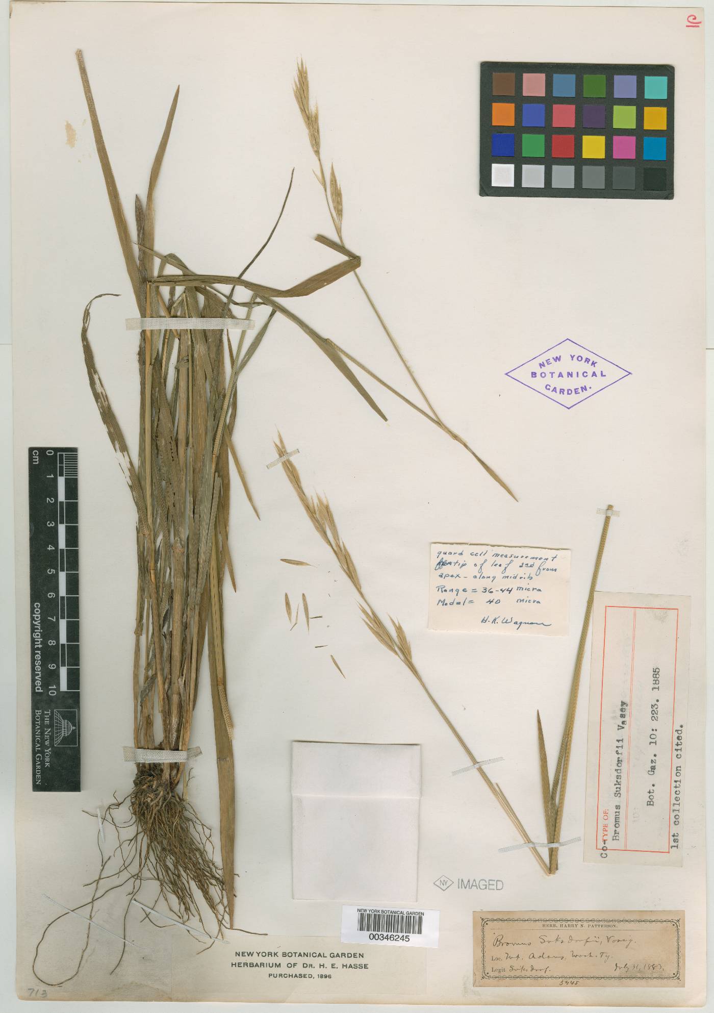Bromus suksdorfii image