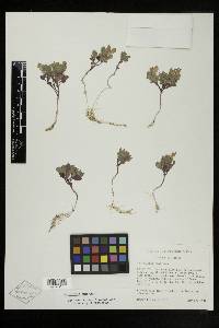 Scutellaria nana image