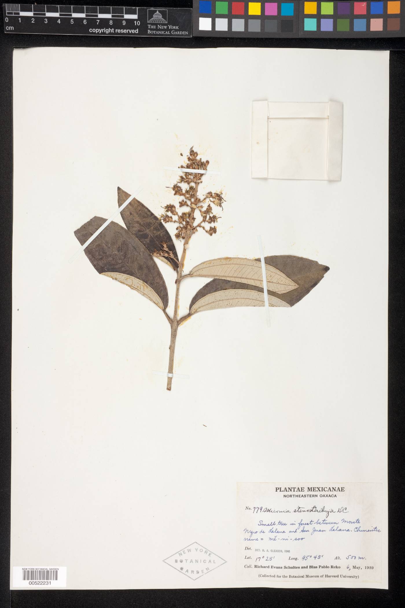 Miconia stenostachya image