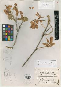 Mimosa guirocobensis image