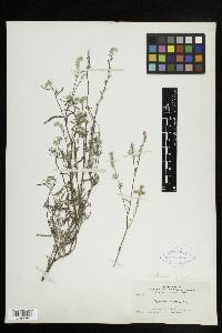 Cryptantha scoparia image