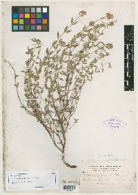 Monardella parvifolia image