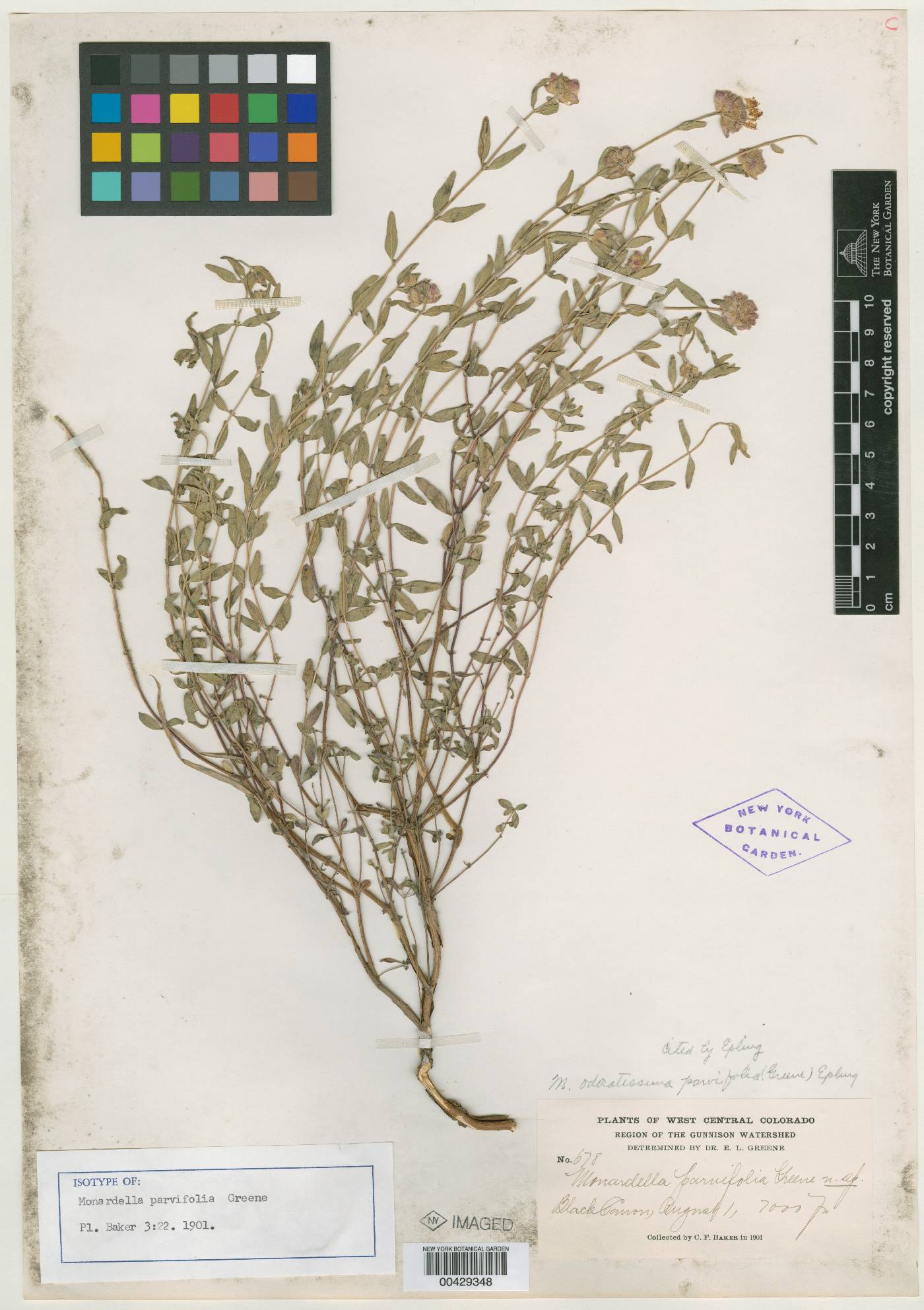 Monardella parvifolia image