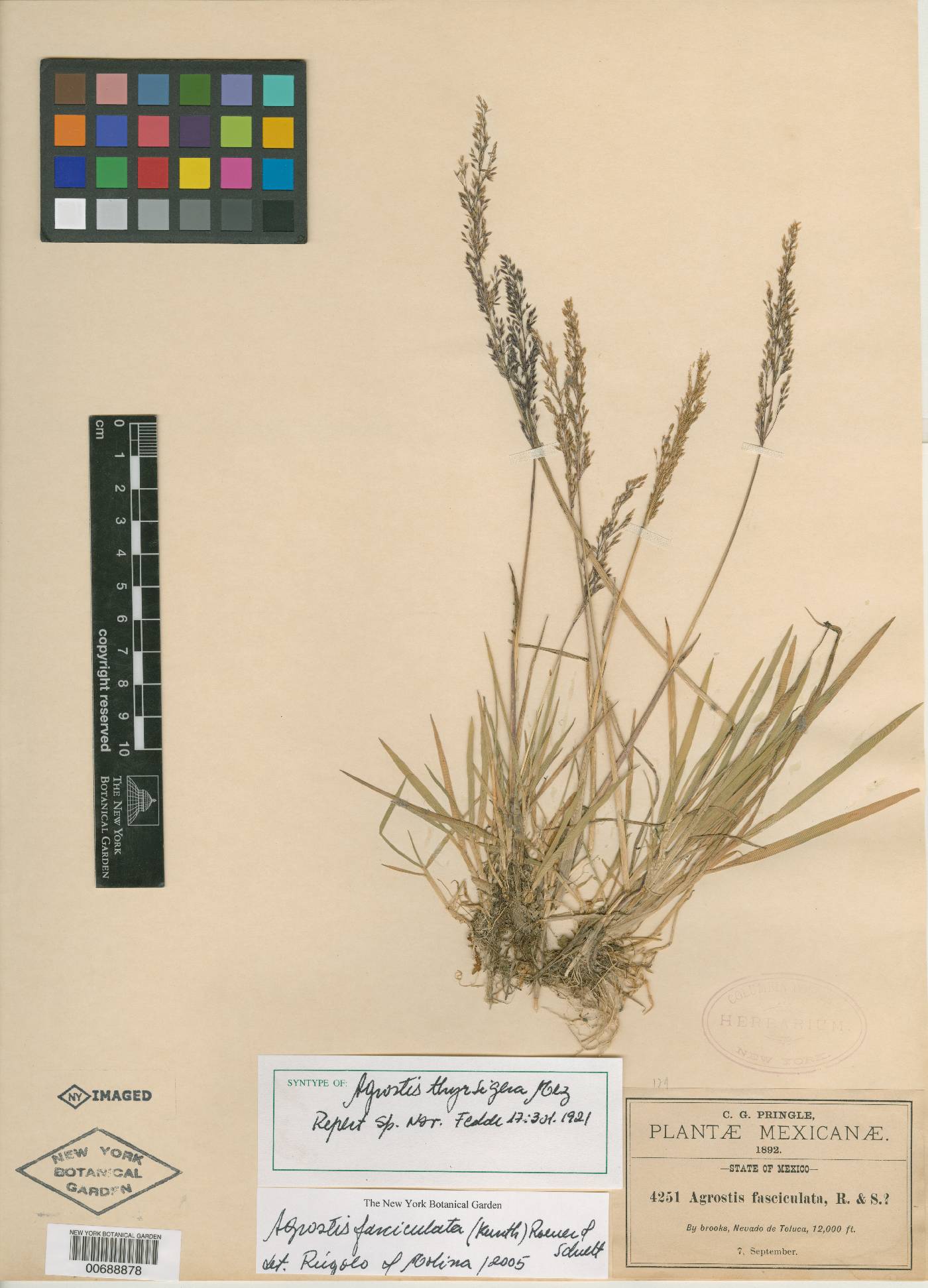 Agrostis bourgaei image