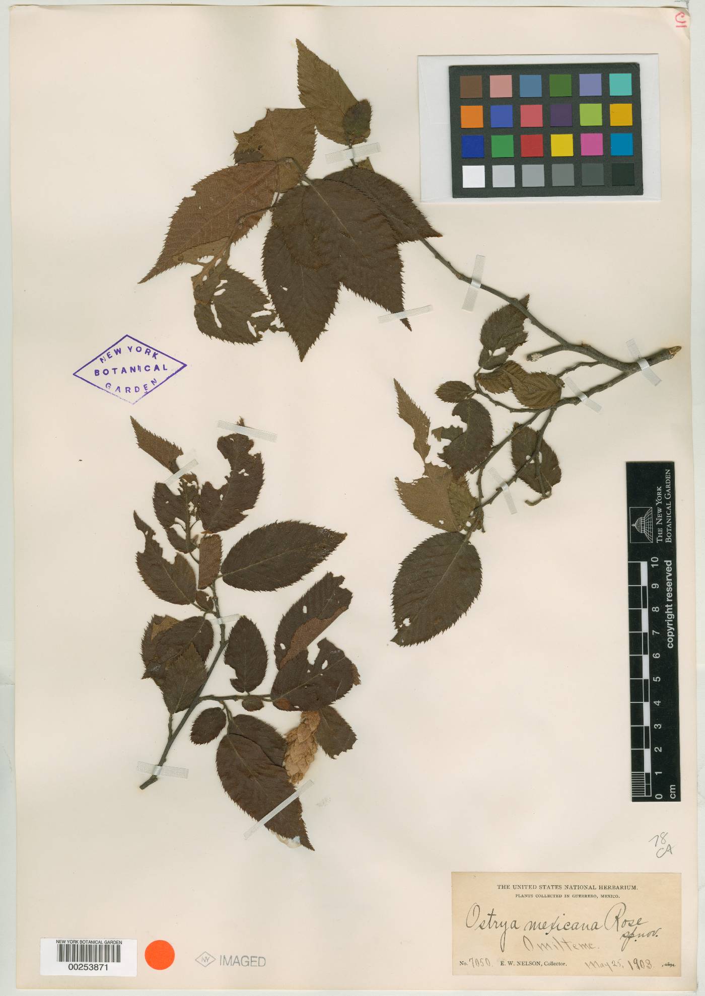 Ostrya virginiana subsp. guatemalensis image