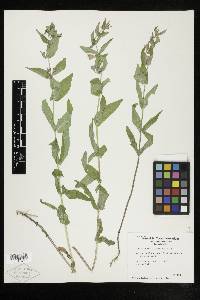 Scutellaria galericulata image