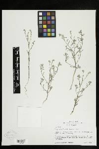 Cryptantha flaccida image