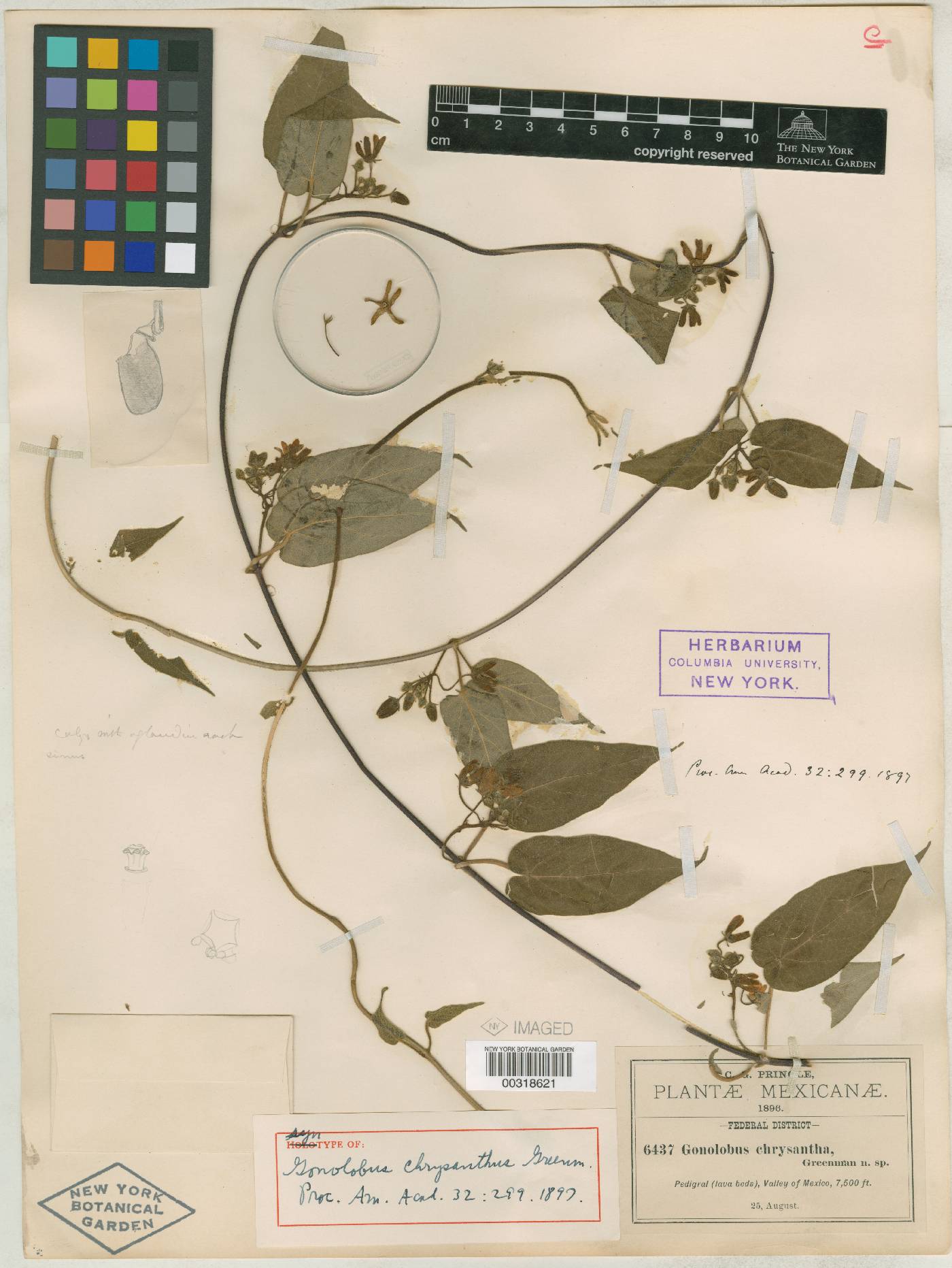 Gonolobus chrysanthus image