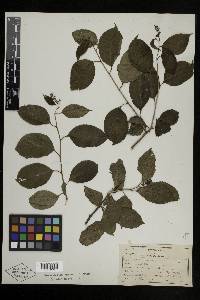 Celastrus scandens image