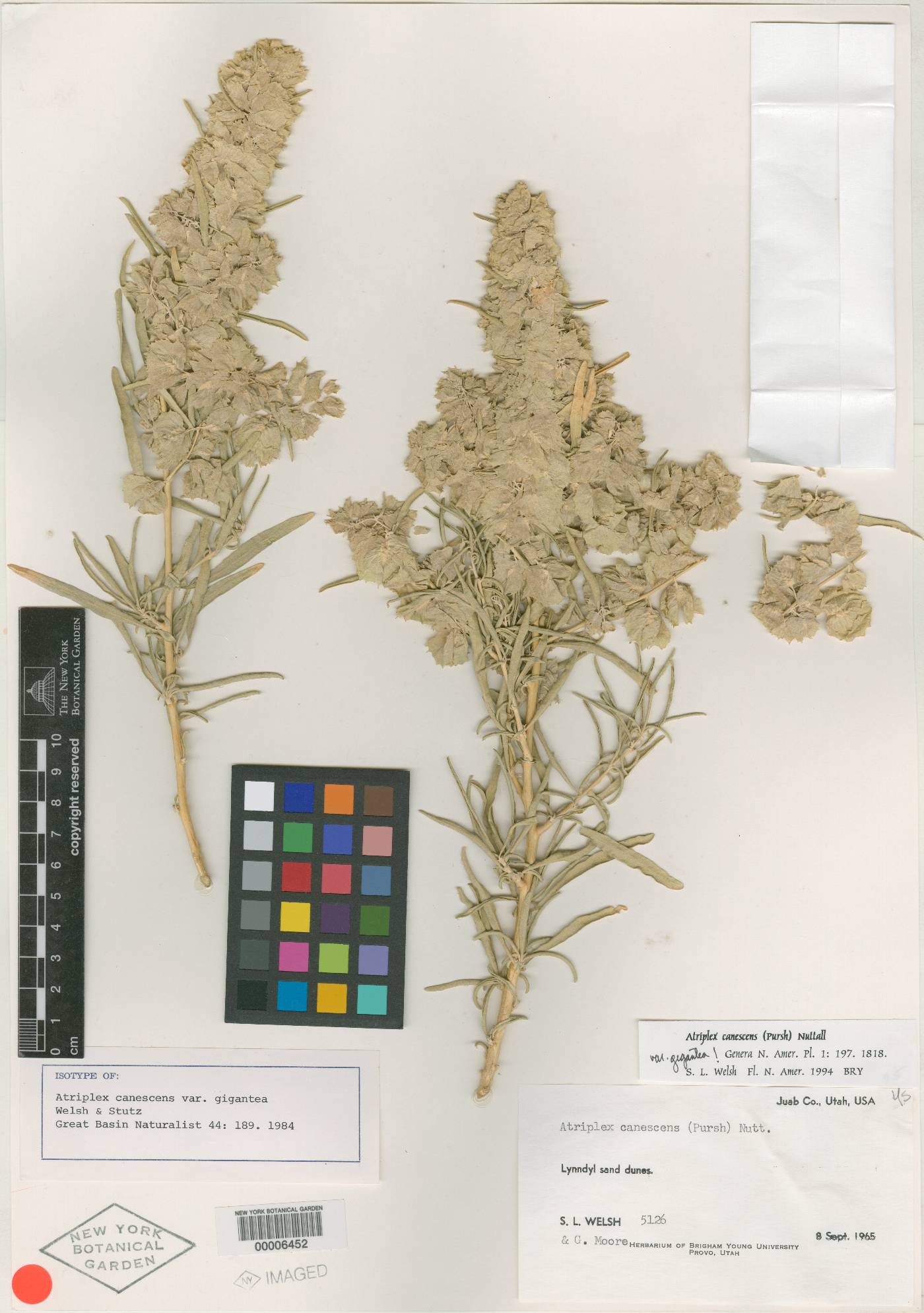 Atriplex canescens var. gigantea image