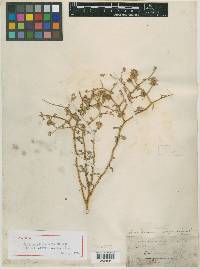 Dalea polydenia image