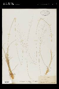 Muhlenbergia capillaris image