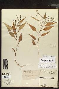 Solanum morelliforme image