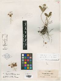 Fragaria virginiana subsp. platypetala image