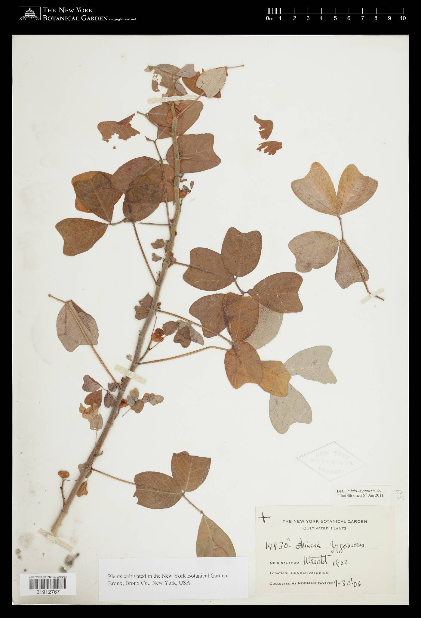 Amicia zygomeris image