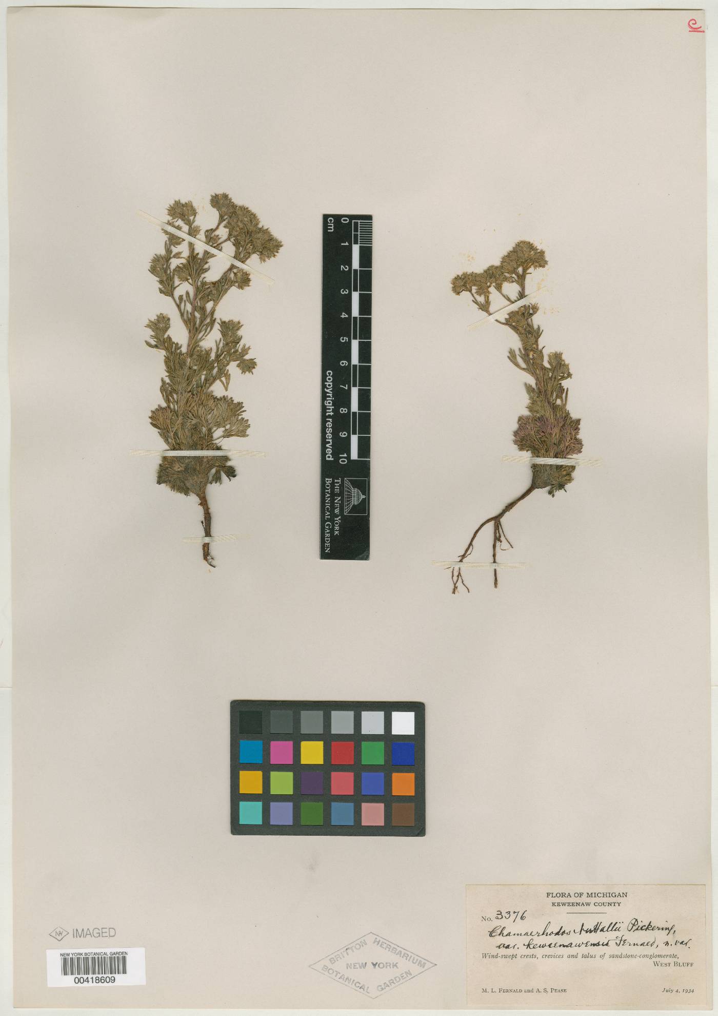 Chamaerhodos nuttallii var. keweenawensis image