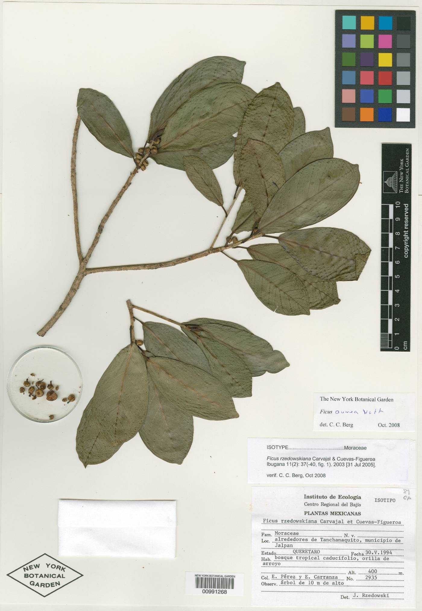 Ficus rzedowskiana image