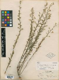 Ageratella microphylla var. palmeri image