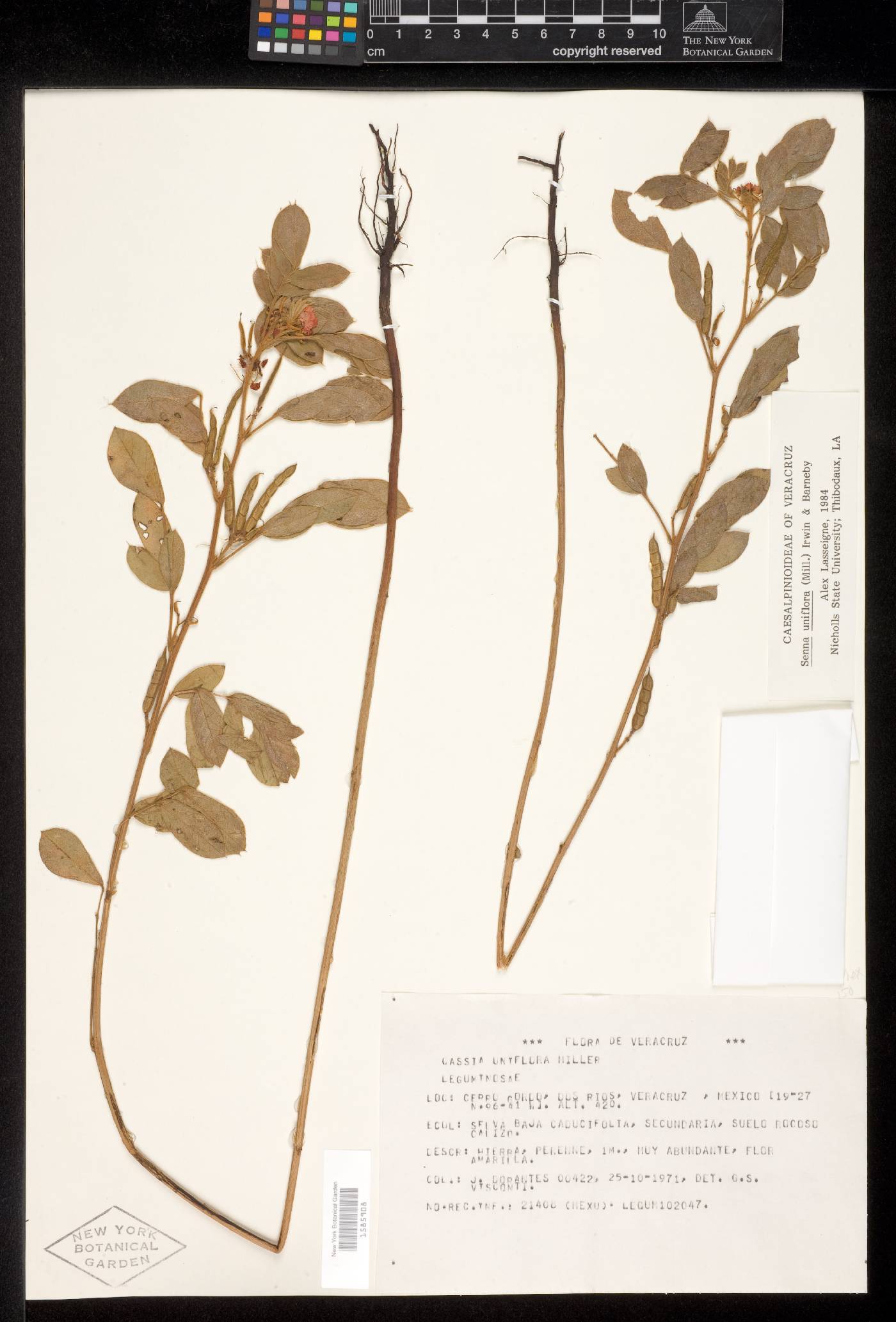 Senna uniflora image