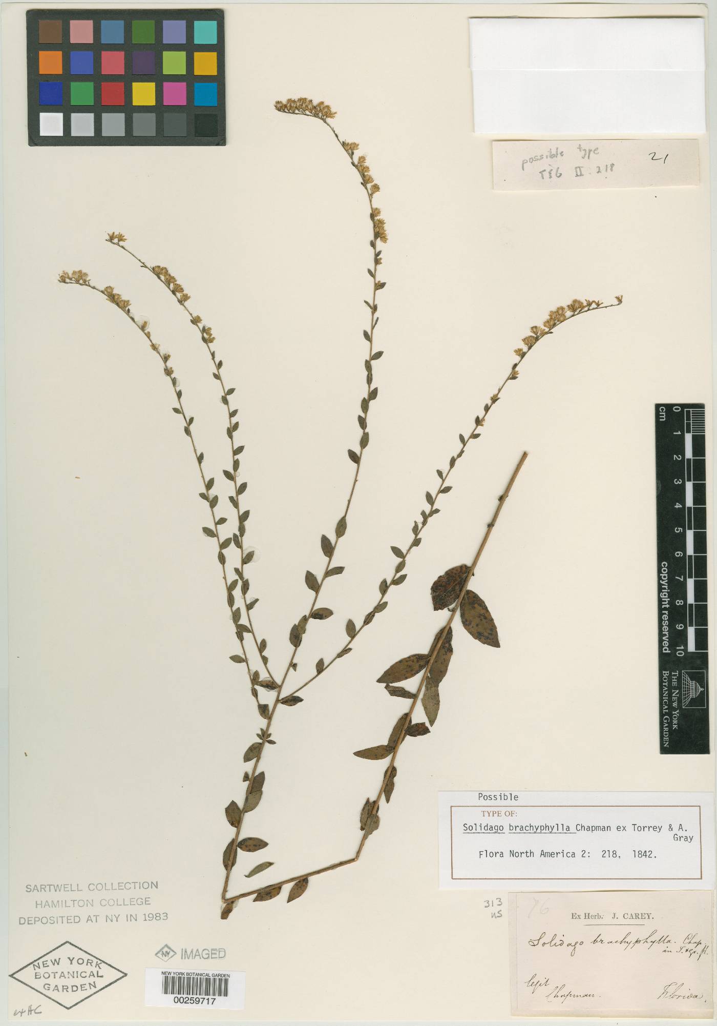 Solidago brachyphylla image