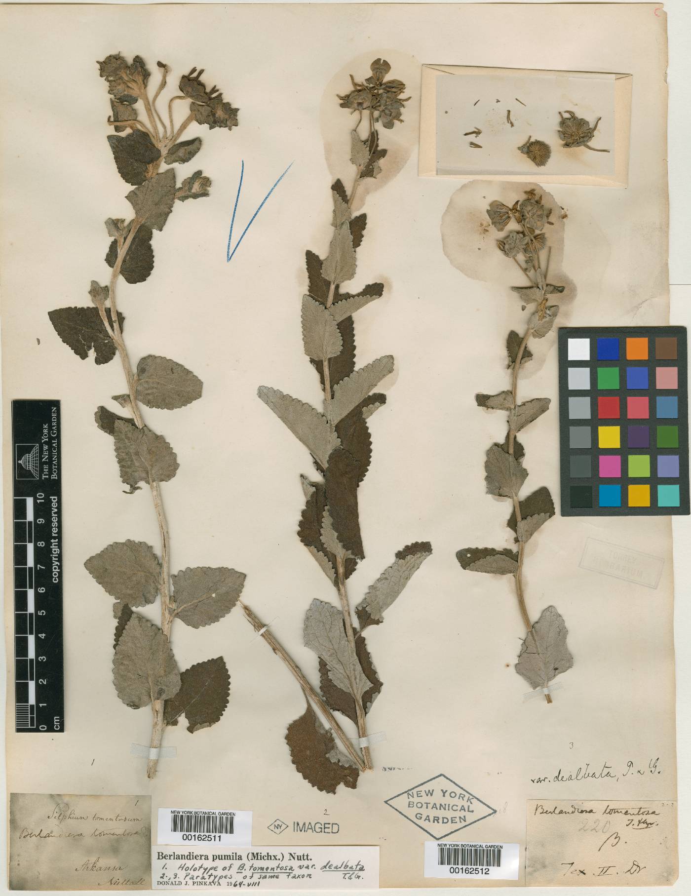Berlandiera tomentosa image