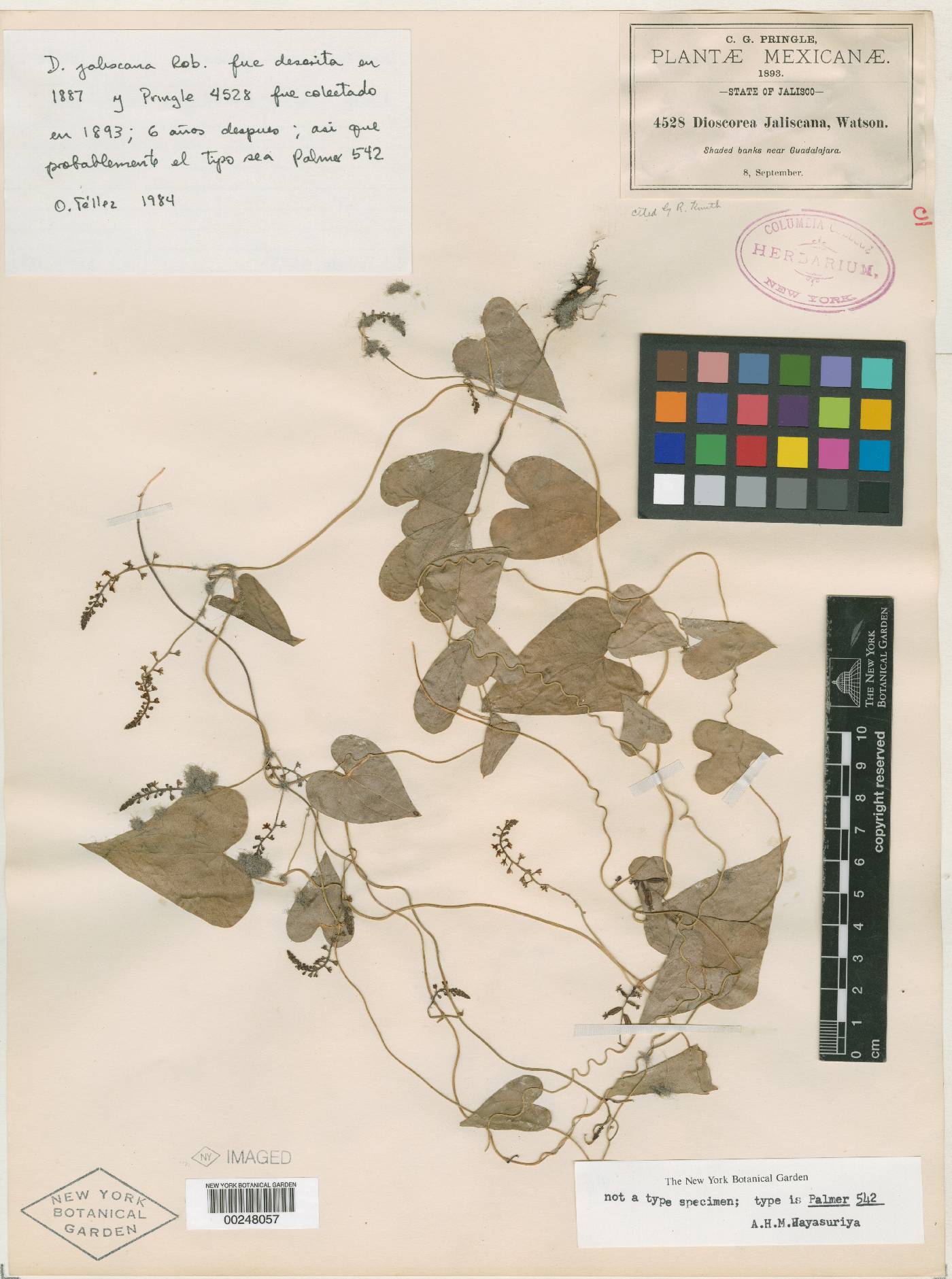 Dioscorea jaliscana image