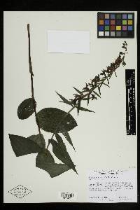 Smilax schomburgkiana image