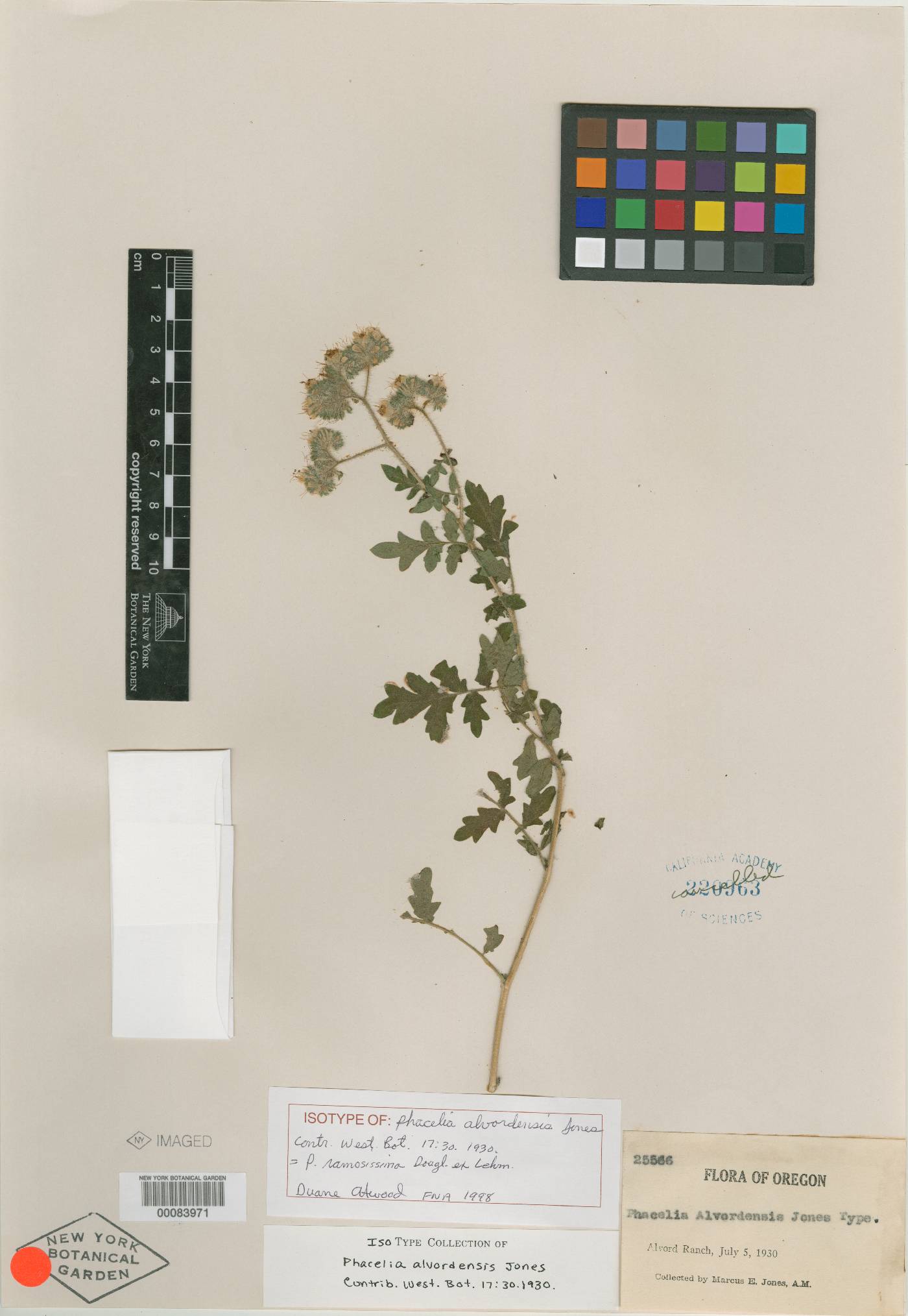 Phacelia alvordensis image